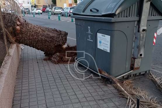  Caída de una palmera sobre la acera en San José de Las Longueras (Telde)/TA.
